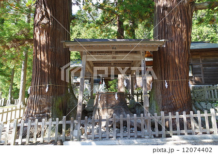 国宝　仁科神明宮　三本杉樹齢８００年 12074402