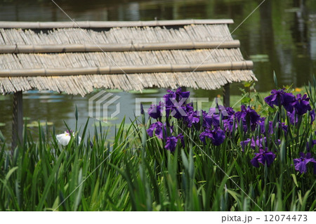 ハナショウブ ハナショウブ 12074473