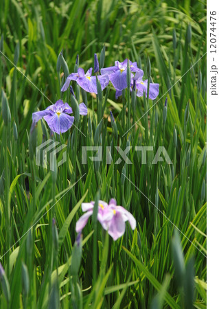 ハナショウブ13 12074476