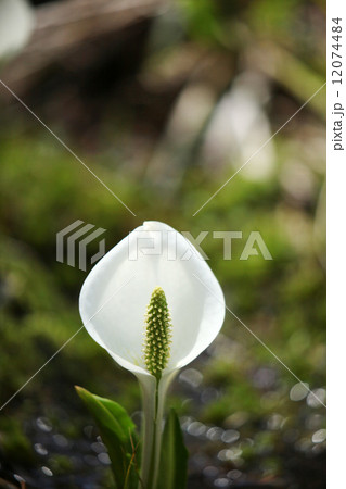 水芭蕉の歌 12074484