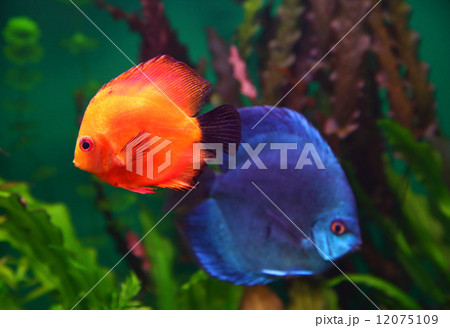 red and blue discus fish 12075109