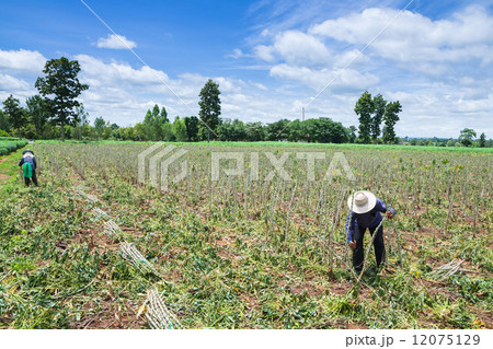 Farmer in cassava farm field 12075129