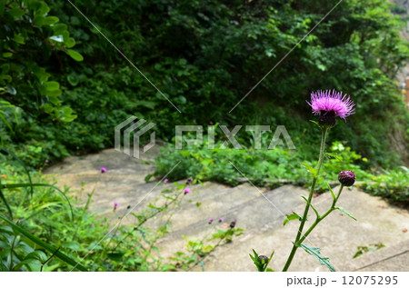 海岸沿いの遊歩道に咲くアザミ 海岸沿いの遊歩道に咲くアザミ 12075295