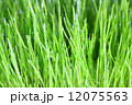 meadow close-up 12075563
