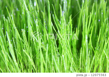 meadow close-up 12075563
