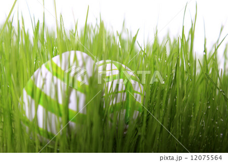 easter eggs green 12075564