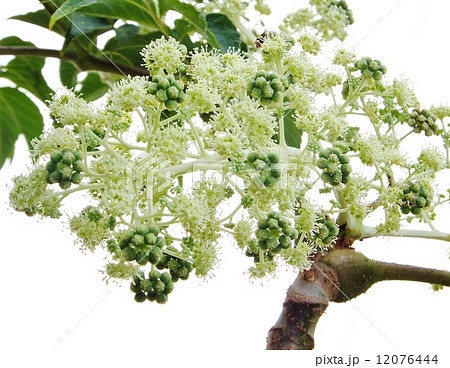 たらのきシリーズ 12076444