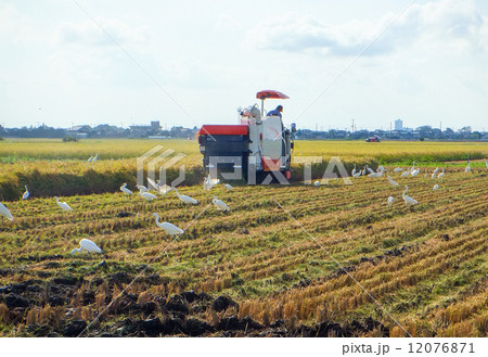 稲刈り(コンバインも白鷺も大賑わい!)1(白鷺だけのものあり。No.12485859) 稲刈り(コンバインも白鷺も大賑わい!)1(白鷺だけのものあり。No.12485859) 12076871