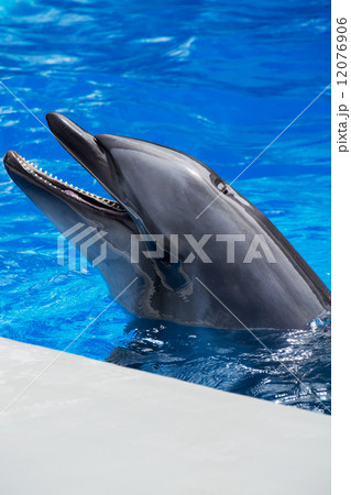 イルカのポートレート イルカのポートレート 12076906