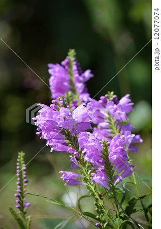 ハナトラノオ(花虎の尾) ハナトラノオ(花虎の尾) 12077074