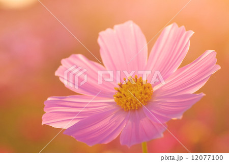 陽光コスモス　きらめき　マクロ 12077100