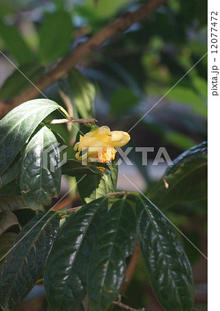 金花茶　キンカチャと申します。黄色い花のお茶です。 12077472