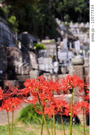 西方寺の彼岸花 西方寺の彼岸花 12077534