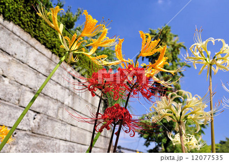 西方寺の彼岸花 12077535