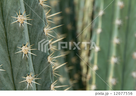 close up of cactus  close up of cactus  12077556