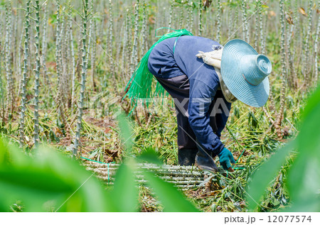 Farmer in cassava farm field 12077574
