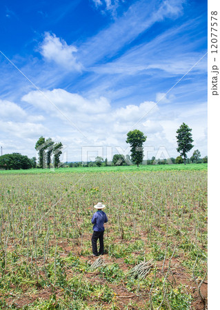 Farmer in cassava farm field, thailand 12077578