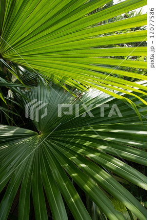 ビロウ ビロウ 12077586