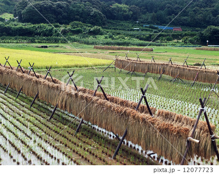 田園風景 田園風景 12077723
