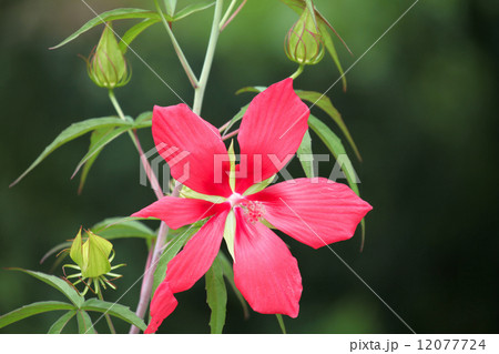 モミジアオイ モミジアオイ 12077724