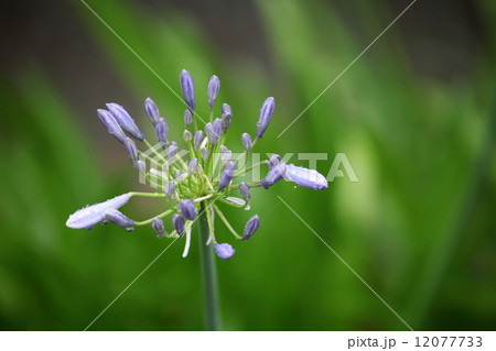 アガパンサス アガパンサス 12077733