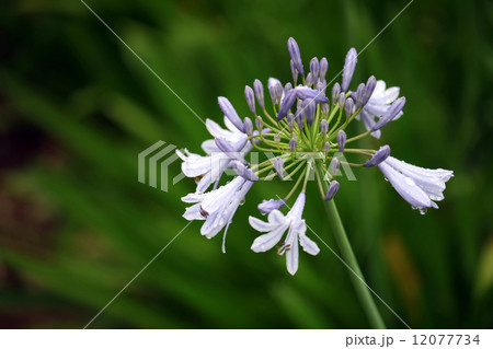 アガパンサス 12077734
