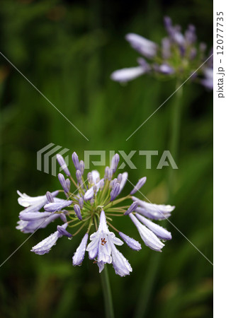 アガパンサス アガパンサス 12077735