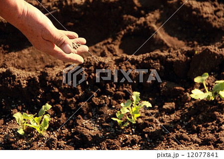肥料をまく 肥料をまく 12077841