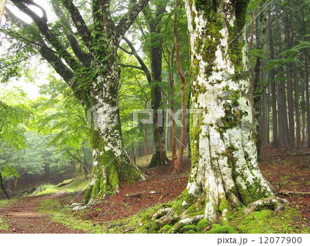 天城峠付近のブナと山道 12077900