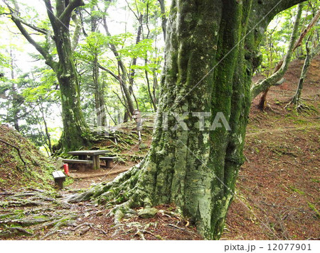 天城峠に立つ大ブナと休憩所 天城峠に立つ大ブナと休憩所 12077901