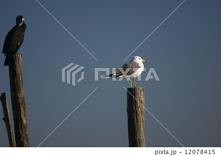 海猫と川鵜 12078415