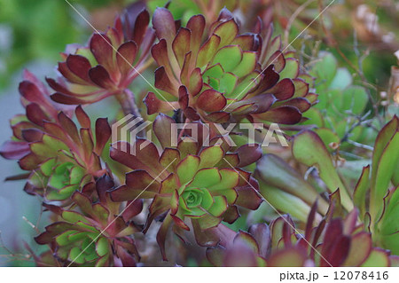 アエオニューム　黒法師　クロボウシと呼ばれています。 12078416