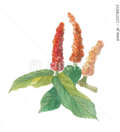 畢撥 ひはつ 畢撥 ひはつ 12078655