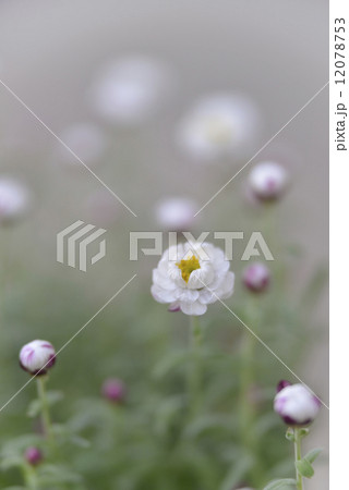 花かんざしの花 花かんざしの花 12078753