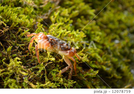 沢蟹 沢蟹 12078759