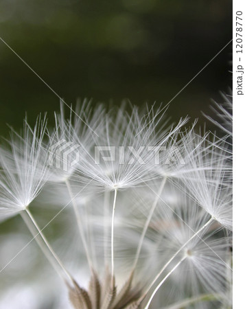 たんぽぽ綿毛　縦 12078770
