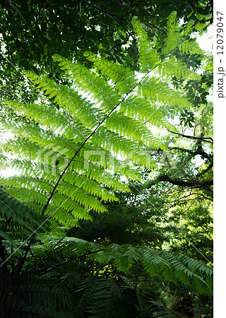 やんばるの森林 12079047