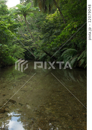 やんばるの清流・比地川 12079048