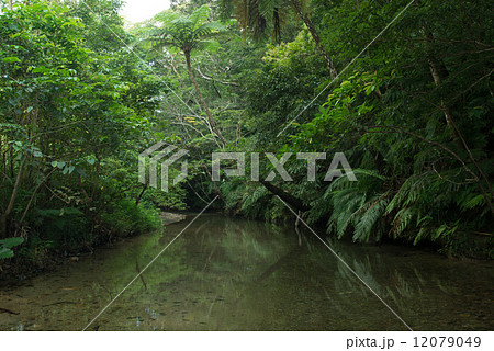 やんばるの清流・比地川 12079049