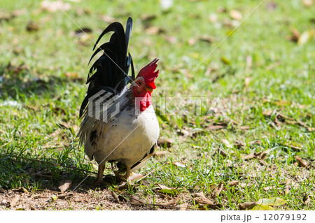 colorful of the bantam colorful of the bantam 12079192
