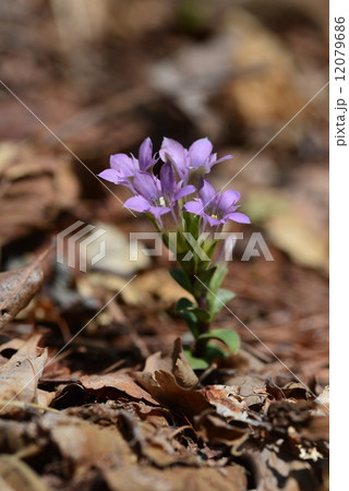 フデリンドウ フデリンドウ 12079686