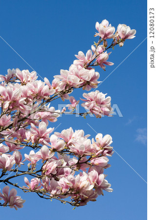 magnolia-tree magnolia-tree 12080173