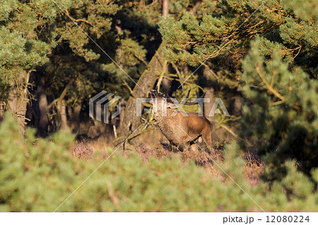 Red deer (Cervus elaphus) - National Park Hoge Veluwe, the Nethe 12080224