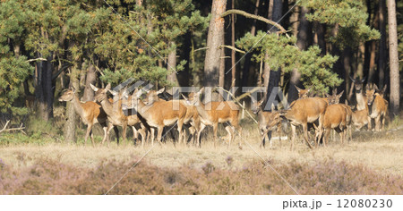 Red deer (Cervus elaphus) - National Park Hoge Veluwe, the Nethe 12080230