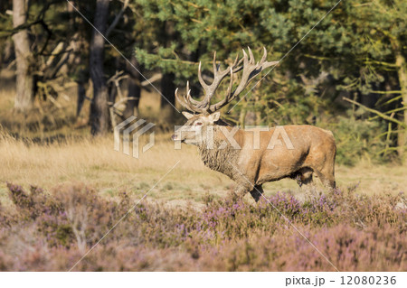 Red deer (Cervus elaphus) - National Park Hoge Veluwe, the Nethe 12080236