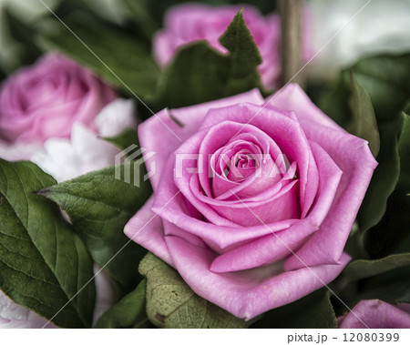 Beautiful pink Rose flower in the garden 12080399