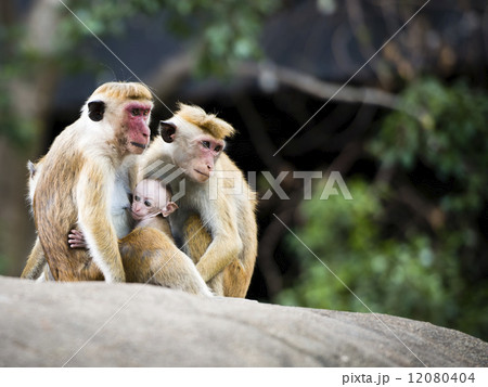 Family of red-faced Macaque monkeys in the forest Family of red-faced Macaque monkeys in the forest 12080404