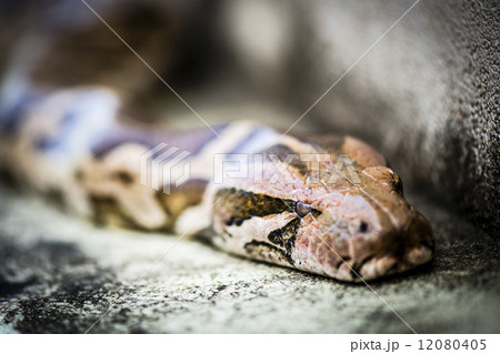 Python snake is just a the sneaking serpent 12080405