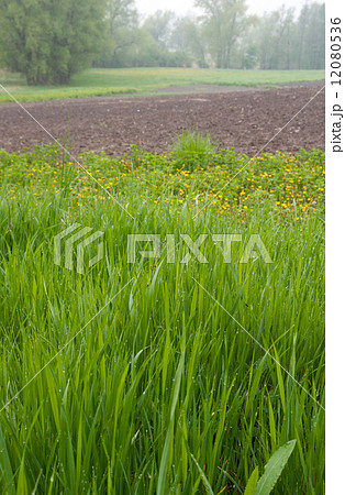 Dewy grass 12080536
