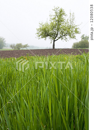Dewy grass Dewy grass 12080538
